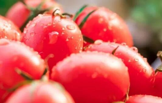 果蔬農殘檢測儀 果蔬農殘檢測儀