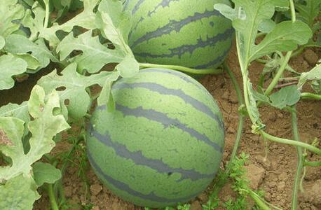 果蔬農(nóng)殘速測儀