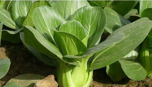 農藥殘留檢測儀 農藥殘留檢測儀