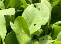 農殘速測儀為生態農業發展賦能