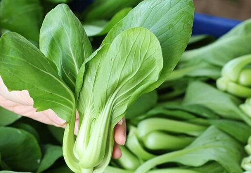 果蔬農殘檢測儀 果蔬農殘檢測儀