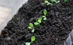 改進蔬菜品質(zhì)為何需要農(nóng)藥殘留速測儀？