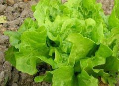 防控病蟲害不一定非得噴灑農(nóng)藥，還可以？