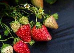 食品快檢儀器如何構(gòu)筑“安全墻”？