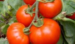 農(nóng)殘速測儀降低農(nóng)殘超標概率