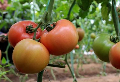 農殘快速檢測儀 農殘快速檢測儀