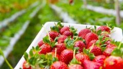 6種高農(nóng)殘水果，不洗干凈等于吃農(nóng)藥。