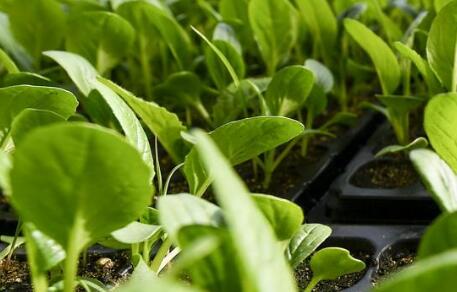 農(nóng)藥殘留速測儀