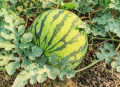 購買農藥殘留速測儀需要注意哪些問題?