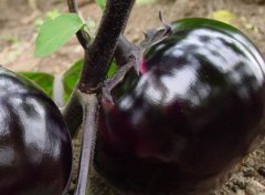 果蔬農(nóng)殘檢測(cè)儀保障人們餐桌安全