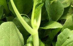 食品安全速測儀提高消費者食品安全意識