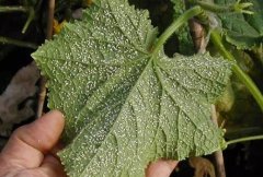 農(nóng)藥殘留檢測(cè)儀增強(qiáng)消費(fèi)者購(gòu)買果蔬信心