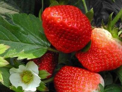 果蔬農殘檢測儀 果蔬農殘檢測儀