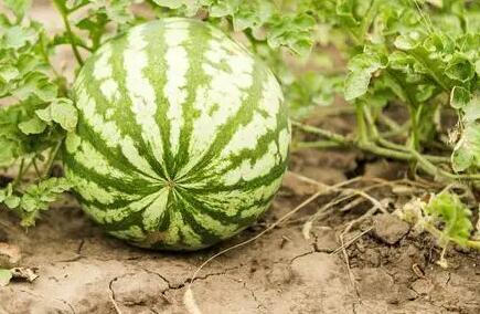 農藥殘留速測儀