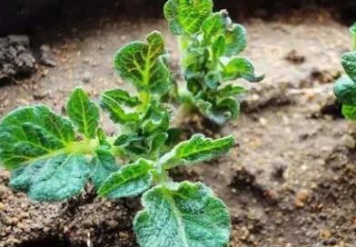 果蔬農殘速測儀