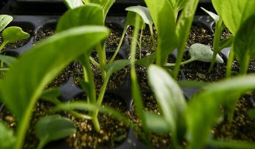 果蔬農殘速測儀