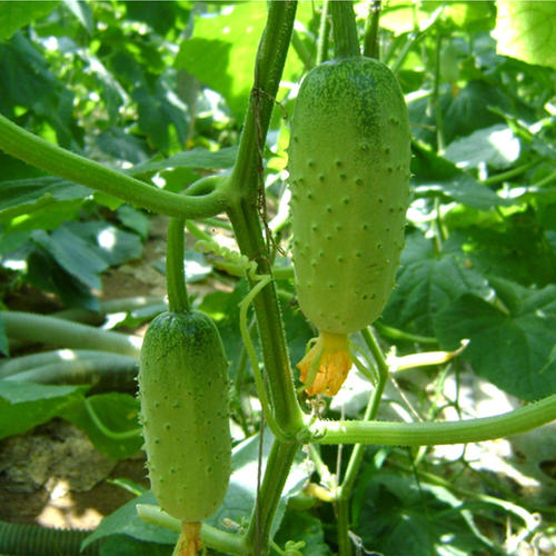 便攜式農藥殘留檢測儀 便攜式農藥殘留檢測儀