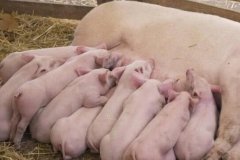 購買獸藥殘留速測儀時,需要注意這個問題?